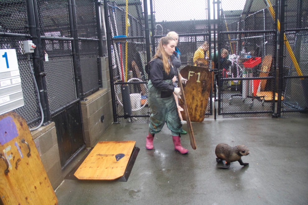 Volunteers using wooden shields to corral an evasive animal